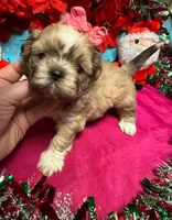 Pudd’in (Registered), a female Shih Tzu for sale in Laurel, DE – Photo 7 of 9