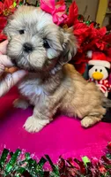 Pudd’in (Registered), a female Shih Tzu for sale in Laurel, DE – Photo 3 of 9