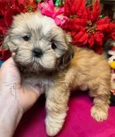 Pudd’in (Registered), a female Shih Tzu for sale in Laurel, DE – Photo 1 of 9