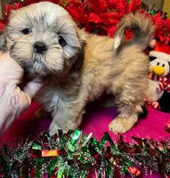 Pudd’in (Registered), a female Shih Tzu for sale in Laurel, DE – Photo 2 of 9