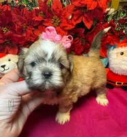 Pudd’in (Registered), a female Shih Tzu for sale in Laurel, DE – Photo 8 of 9