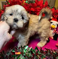 Pudd’in (Registered), a female Shih Tzu for sale in Laurel, DE – Photo 6 of 9