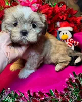 Pudd’in (Registered), a female Shih Tzu for sale in Laurel, DE – Photo 5 of 9