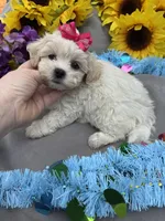 Taffy 🍬, a female Bichon Frise and Shih Tzu for sale in Laurel, DE – Photo 6 of 7