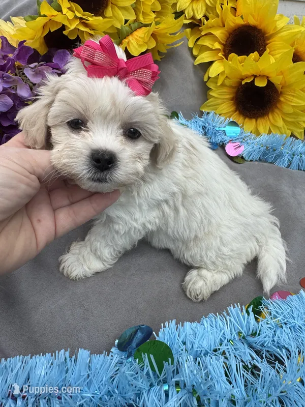 Taffy 🍬 – Bichon Frise, Shih Tzu puppy for sale in Laurel, DE