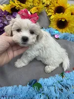 Taffy 🍬, a female Bichon Frise and Shih Tzu for sale in Laurel, DE – Photo 1 of 7
