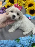 Taffy 🍬, a female Bichon Frise and Shih Tzu for sale in Laurel, DE – Photo 3 of 7