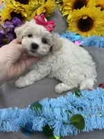 Taffy 🍬, a female Bichon Frise and Shih Tzu for sale in Laurel, DE – Photo 7 of 7