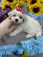 Taffy 🍬, a female Bichon Frise and Shih Tzu for sale in Laurel, DE – Photo 4 of 7