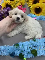 Taffy 🍬, a female Bichon Frise and Shih Tzu for sale in Laurel, DE – Photo 5 of 7