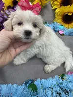 Taffy 🍬, a female Bichon Frise and Shih Tzu for sale in Laurel, DE – Photo 2 of 7
