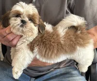 Charmer🍀, a male Shih Tzu for sale in Laurel, DE – 1 of 5