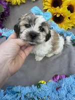 Snickers 🍫, a male Bichon Frise and Shih Tzu for sale in Laurel, DE – Photo 1 of 6