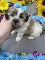 Snickers 🍫, a male Bichon Frise and Shih Tzu for sale in Laurel, DE – Photo 6 of 6