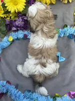 Snickers 🍫, a male Bichon Frise and Shih Tzu for sale in Laurel, DE – Photo 4 of 6