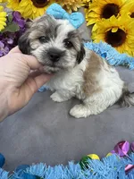 Snickers 🍫, a male Bichon Frise and Shih Tzu for sale in Laurel, DE – Photo 5 of 6