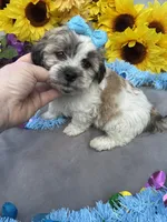 Snickers 🍫, a male Bichon Frise and Shih Tzu for sale in Laurel, DE – Photo 3 of 6