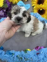 Snickers 🍫, a male Bichon Frise and Shih Tzu for sale in Laurel, DE – Photo 2 of 6
