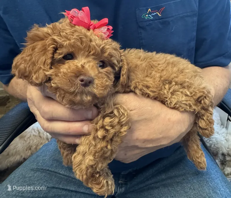 Rosey🌹 – Poodle - Toy  puppy for sale in Laurel, DE