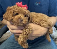 Rosey🌹, a female Poodle - Toy  for sale in Laurel, DE – 1 of 5