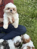 Pearl 🦪, a male Shih Tzu for sale in Laurel, DE – 7 of 8