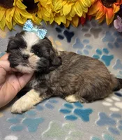 Ace, a male Shih Tzu for sale in Laurel, DE – 3 of 6