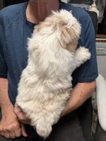 Pearl 🦪, a male Shih Tzu for sale in Laurel, DE – 4 of 8