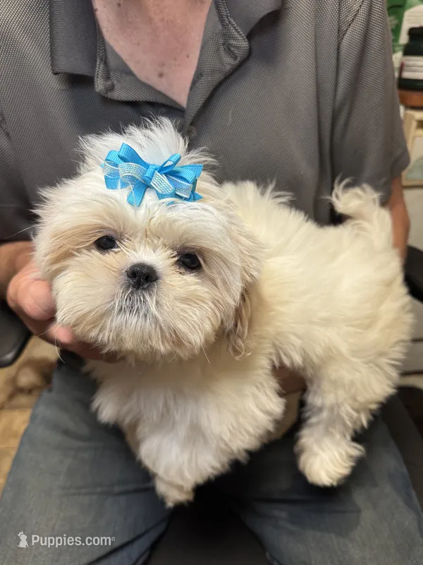 Ice Cube🧊 – Shih Tzu puppy for sale in Laurel, DE