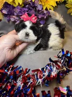Karma , a female Shihpoo for sale in Laurel, DE – 3 of 3