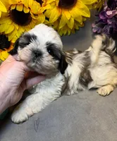 Max, a male Shih Tzu for sale in Laurel, DE – Photo 7 of 8