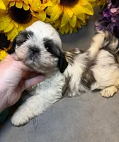Max, a male Shih Tzu for sale in Laurel, DE – Photo 8 of 8
