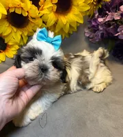 Max, a male Shih Tzu for sale in Laurel, DE – Photo 6 of 8