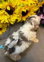 Max, a male Shih Tzu for sale in Laurel, DE – Photo 2 of 8