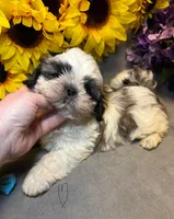 Max, a male Shih Tzu for sale in Laurel, DE – Photo 3 of 8