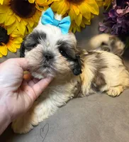 Max, a male Shih Tzu for sale in Laurel, DE – Photo 4 of 8