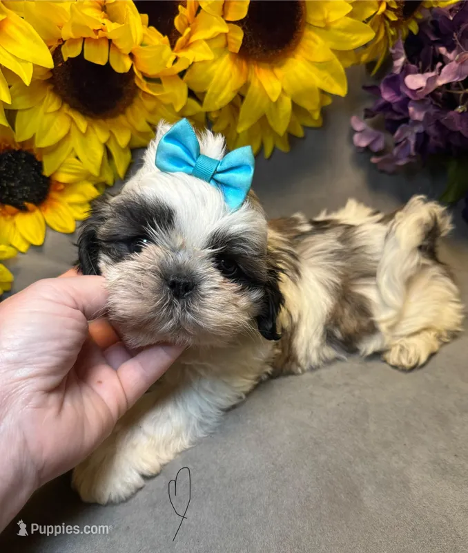 Max – Shih Tzu puppy for sale in Laurel, DE