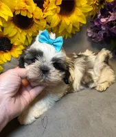 Max, a male Shih Tzu for sale in Laurel, DE – Photo 1 of 8