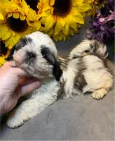 Max, a male Shih Tzu for sale in Laurel, DE – Photo 5 of 8
