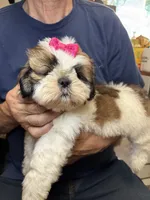 Sophie🤩, a female Shih Tzu for sale in Laurel, DE – 4 of 5