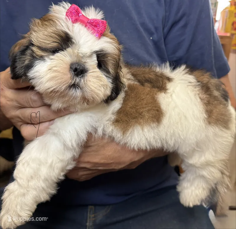 Sophie – Shih Tzu puppy for sale in Laurel, DE
