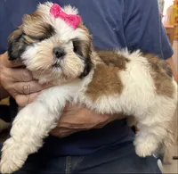 Sophie🤩, a female Shih Tzu for sale in Laurel, DE – 1 of 5