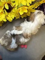 Luna, a female Shih Tzu for sale in Laurel, DE – Photo 2 of 9