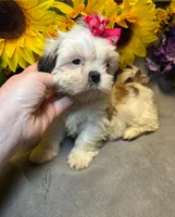 Luna, a female Shih Tzu for sale in Laurel, DE – Photo 6 of 9