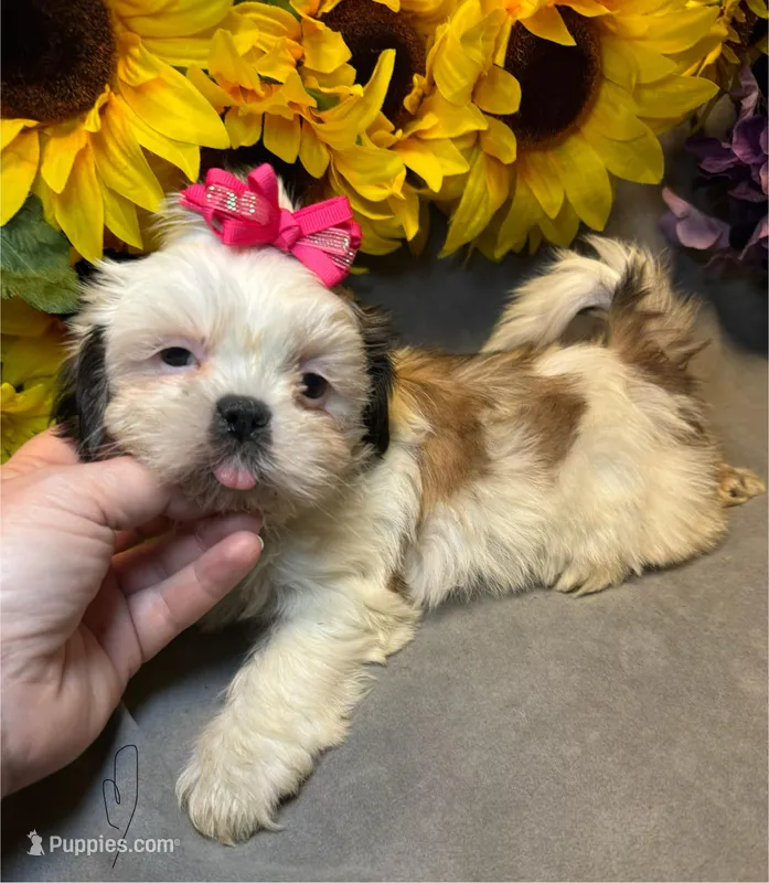 Luna – Shih Tzu puppy for sale in Laurel, DE