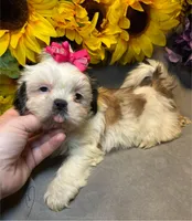 Luna, a female Shih Tzu for sale in Laurel, DE – Photo 1 of 9