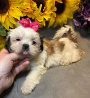 Luna, a female Shih Tzu for sale in Laurel, DE – Photo 5 of 9