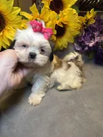 Luna, a female Shih Tzu for sale in Laurel, DE – Photo 9 of 9