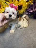 Luna, a female Shih Tzu for sale in Laurel, DE – Photo 4 of 9