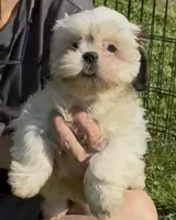 Luna 🌖, a female Shih Tzu for sale in Laurel, DE – 2 of 10