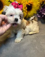 Luna, a female Shih Tzu for sale in Laurel, DE – Photo 3 of 9